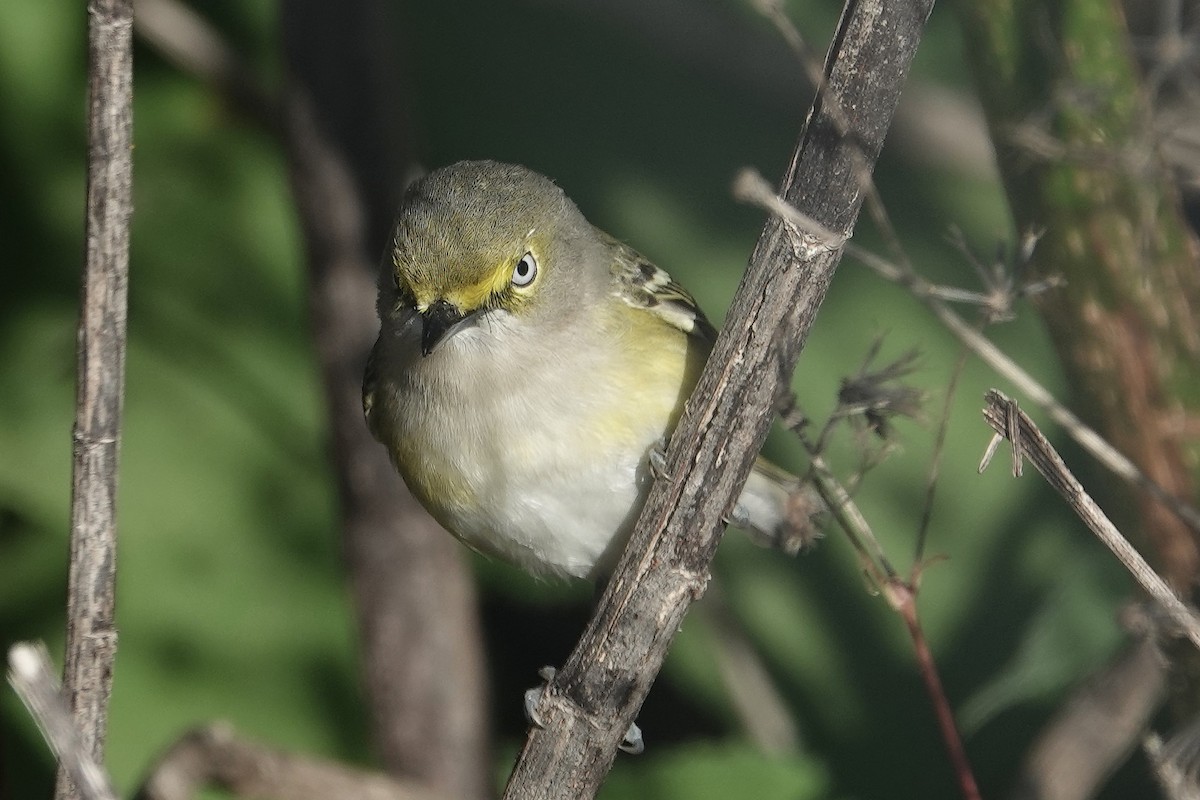 White-eyed Vireo - ML646055795
