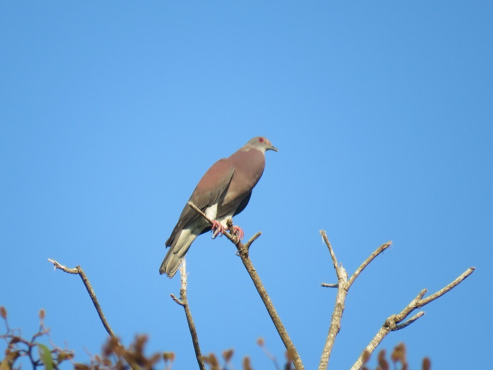 Paloma Colorada - ML646055820