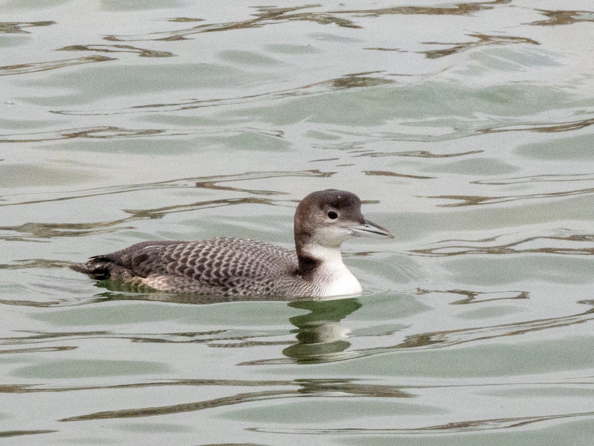 Common Loon - ML646055822