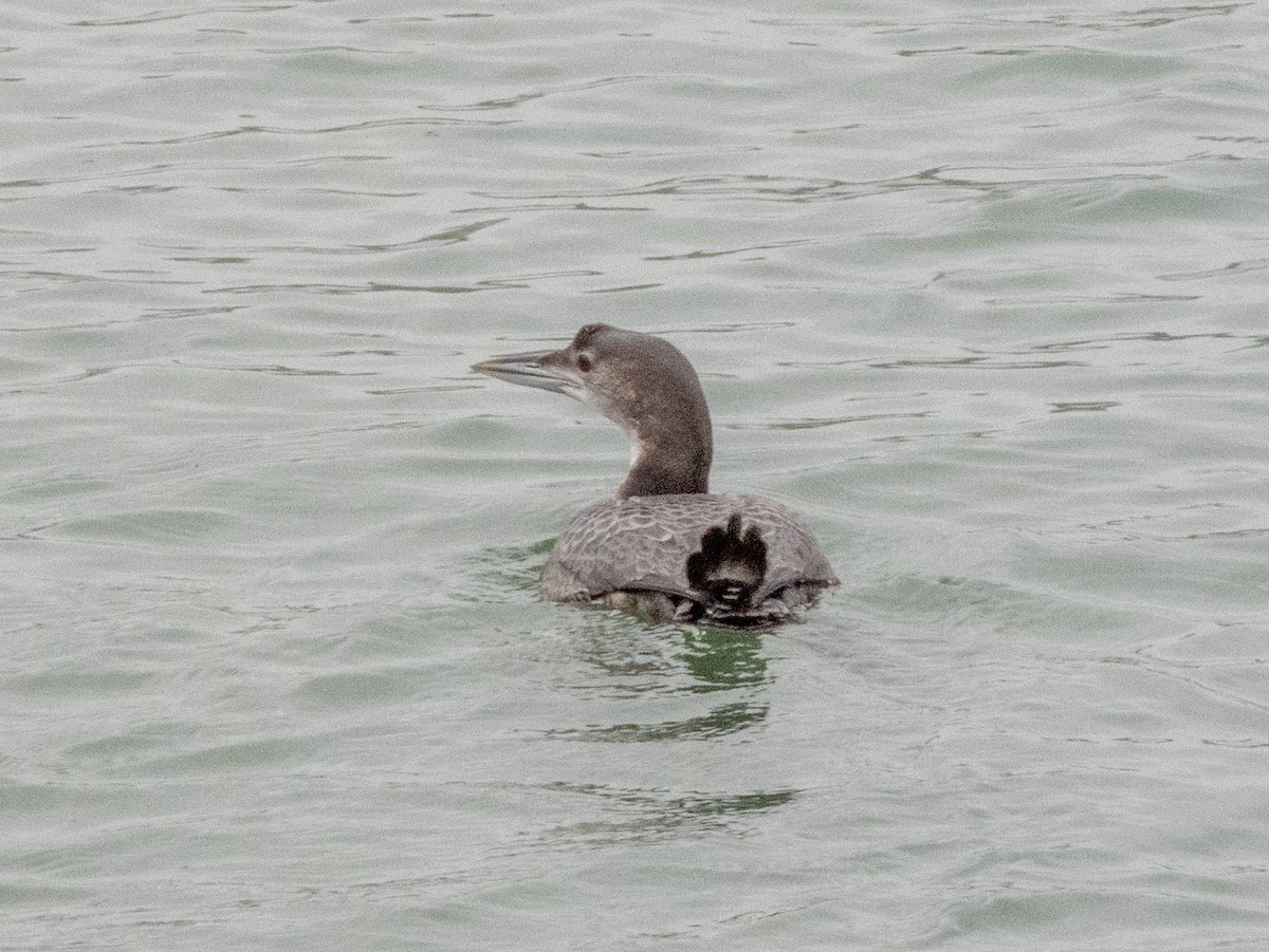 Common Loon - ML646055823