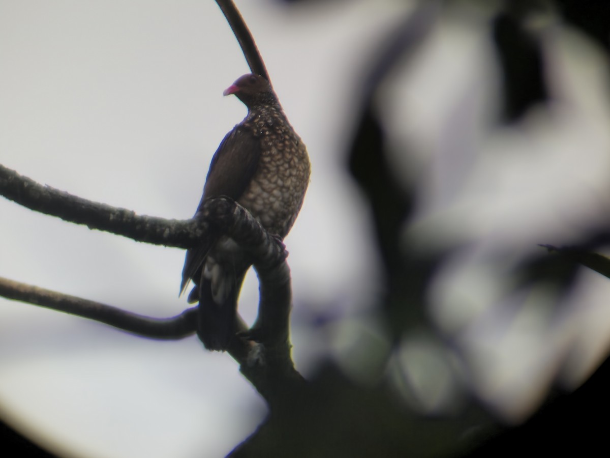 Scaled Pigeon - ML646055825