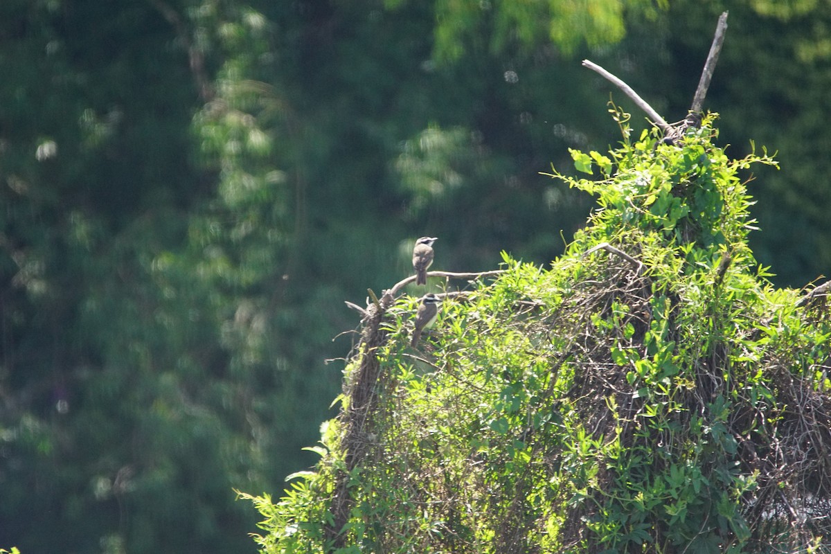 Great Kiskadee - ML646055827