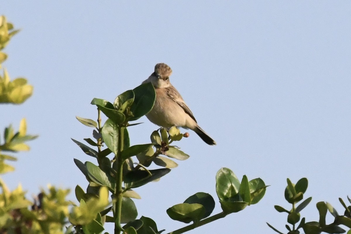 bramborníček sibiřský - ML646055829