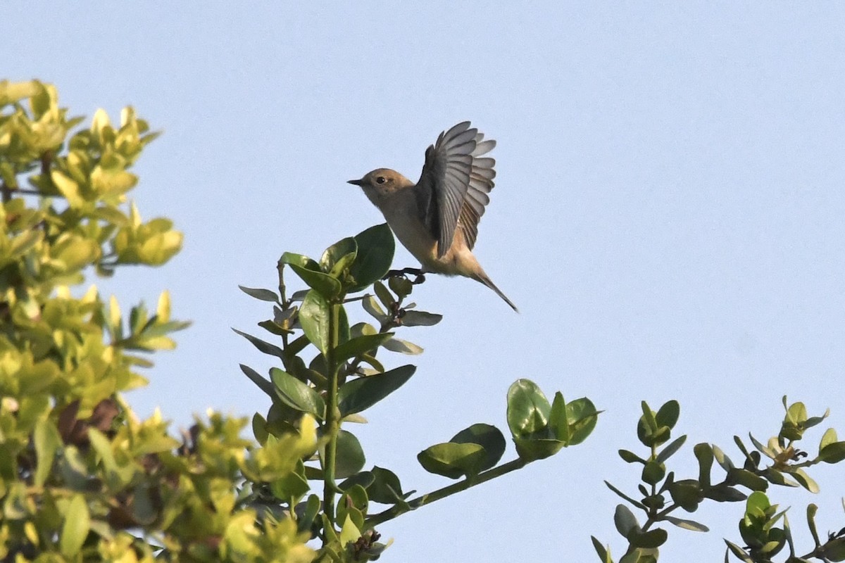 Siberian Stonechat - ML646055830