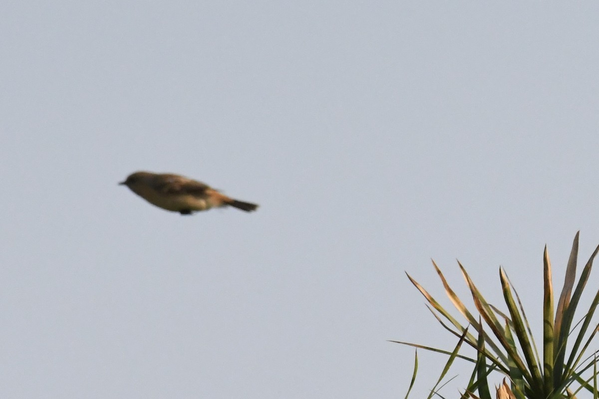 bramborníček sibiřský - ML646055831