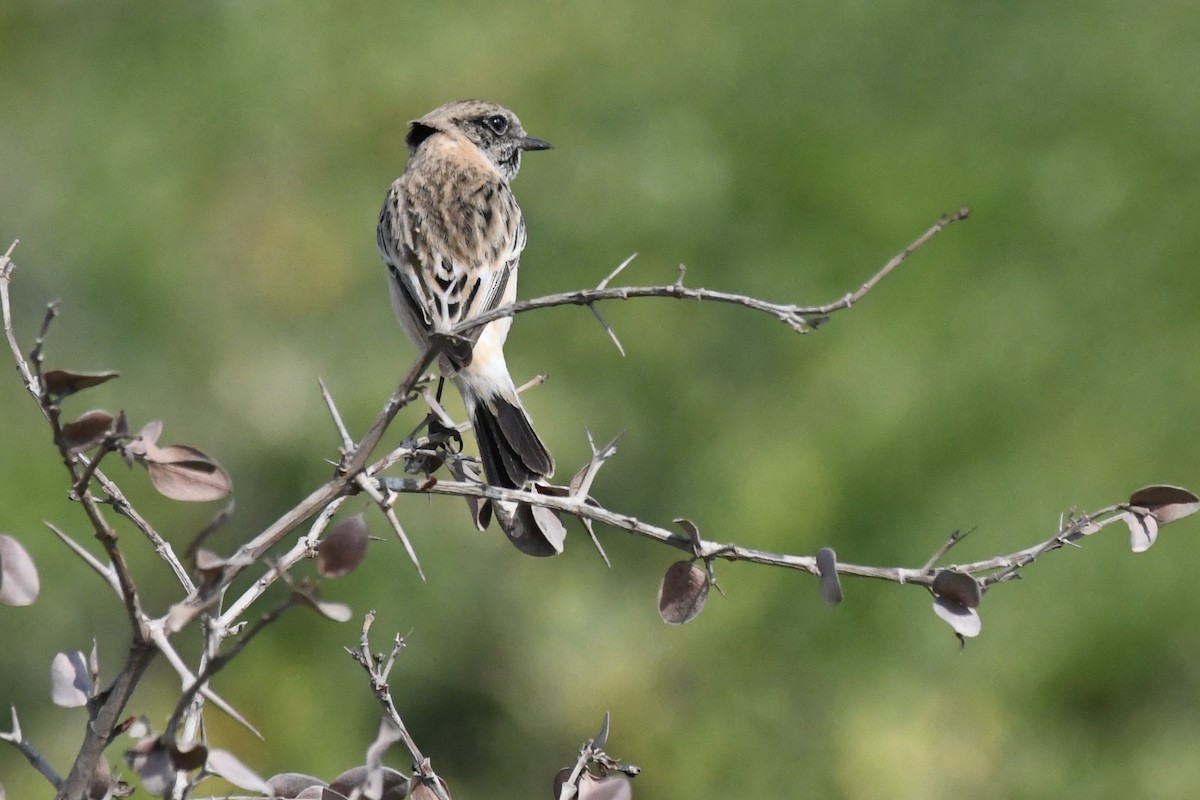 Siberian Stonechat - ML646055832