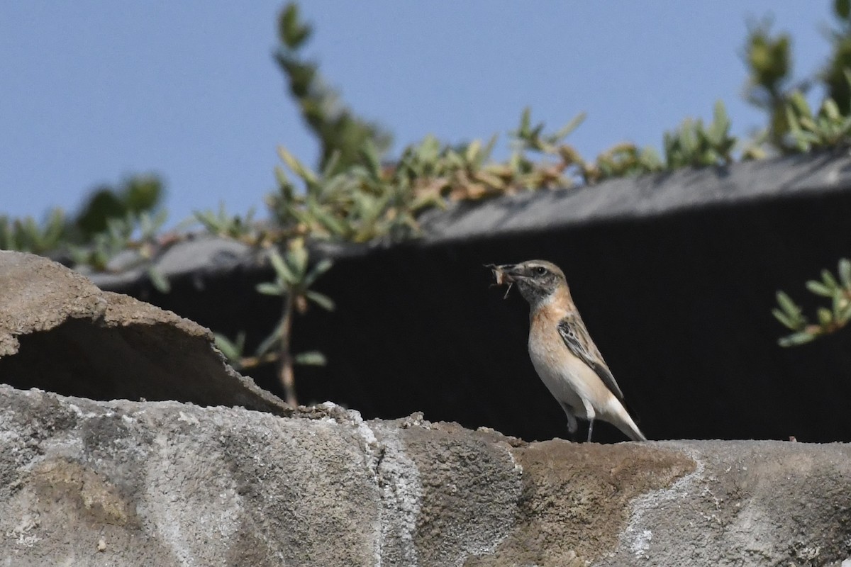 Siberian Stonechat - ML646055833