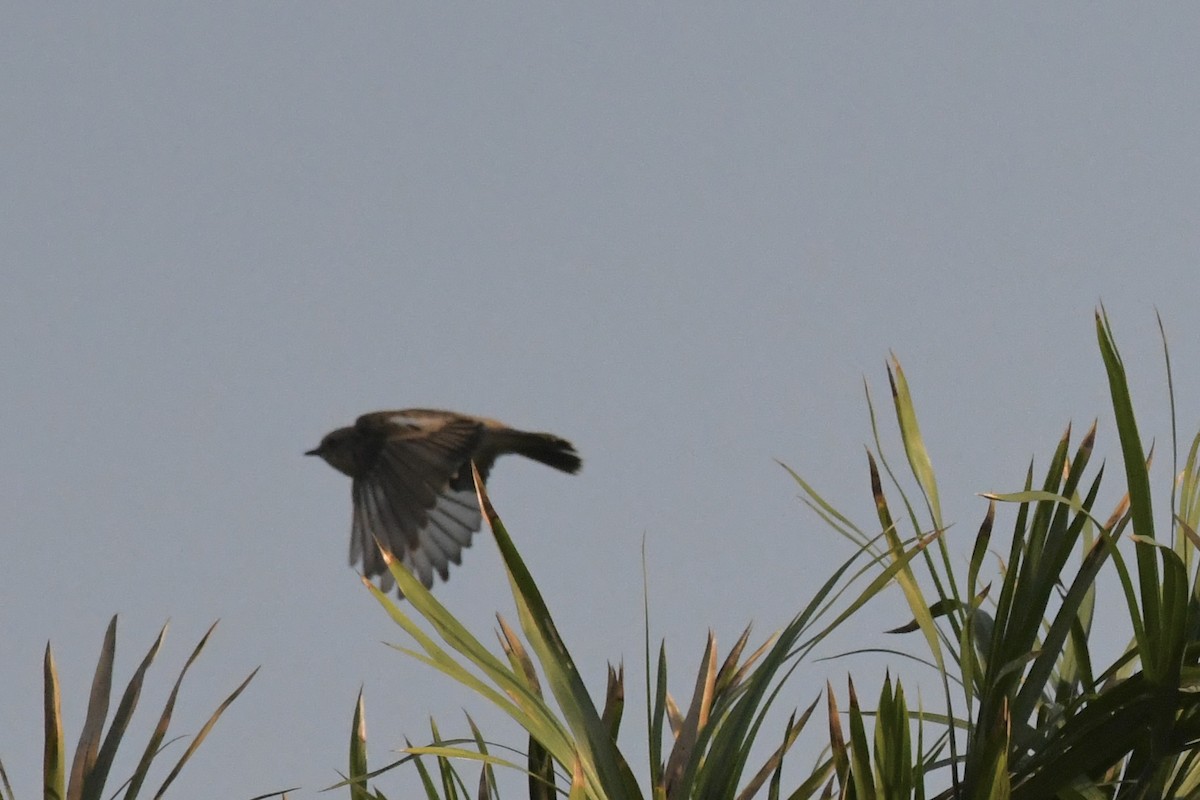 Siberian Stonechat - ML646055835