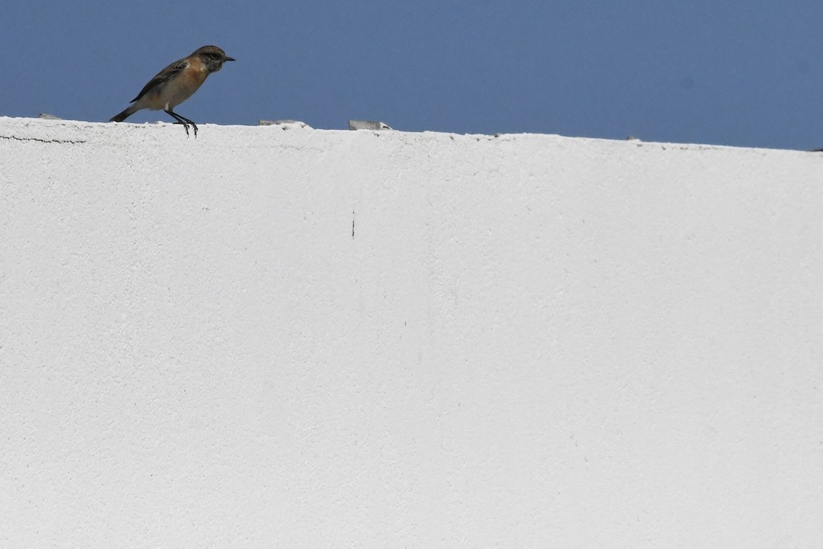 Siberian Stonechat - ML646055836