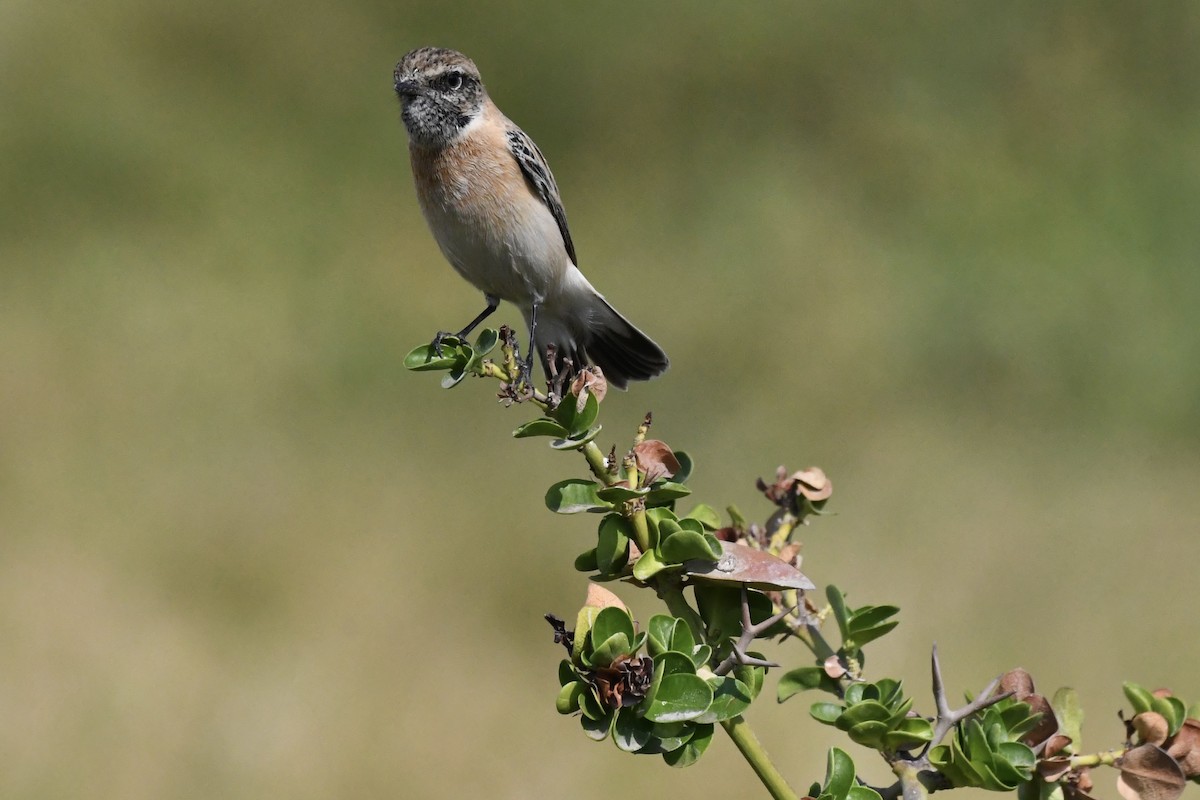 Siberian Stonechat - ML646055837