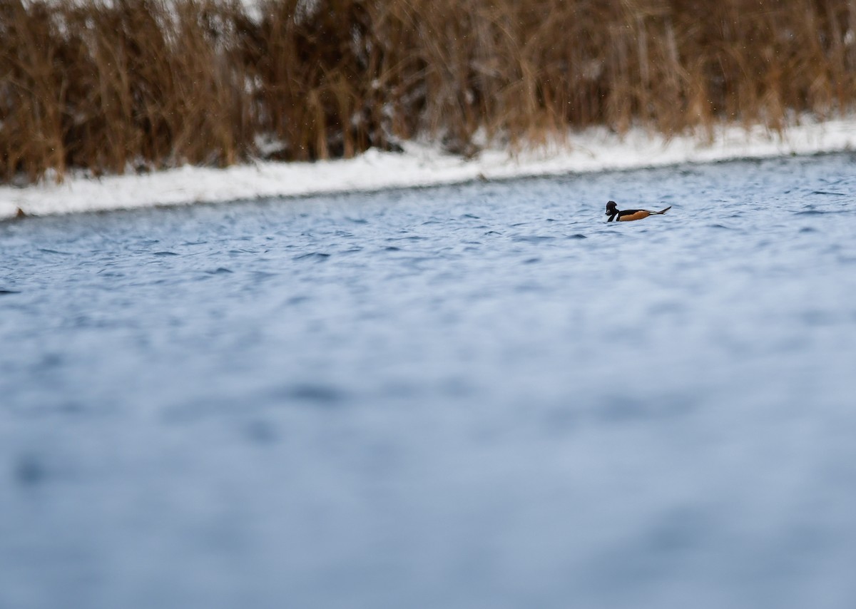 Hooded Merganser - ML646055838