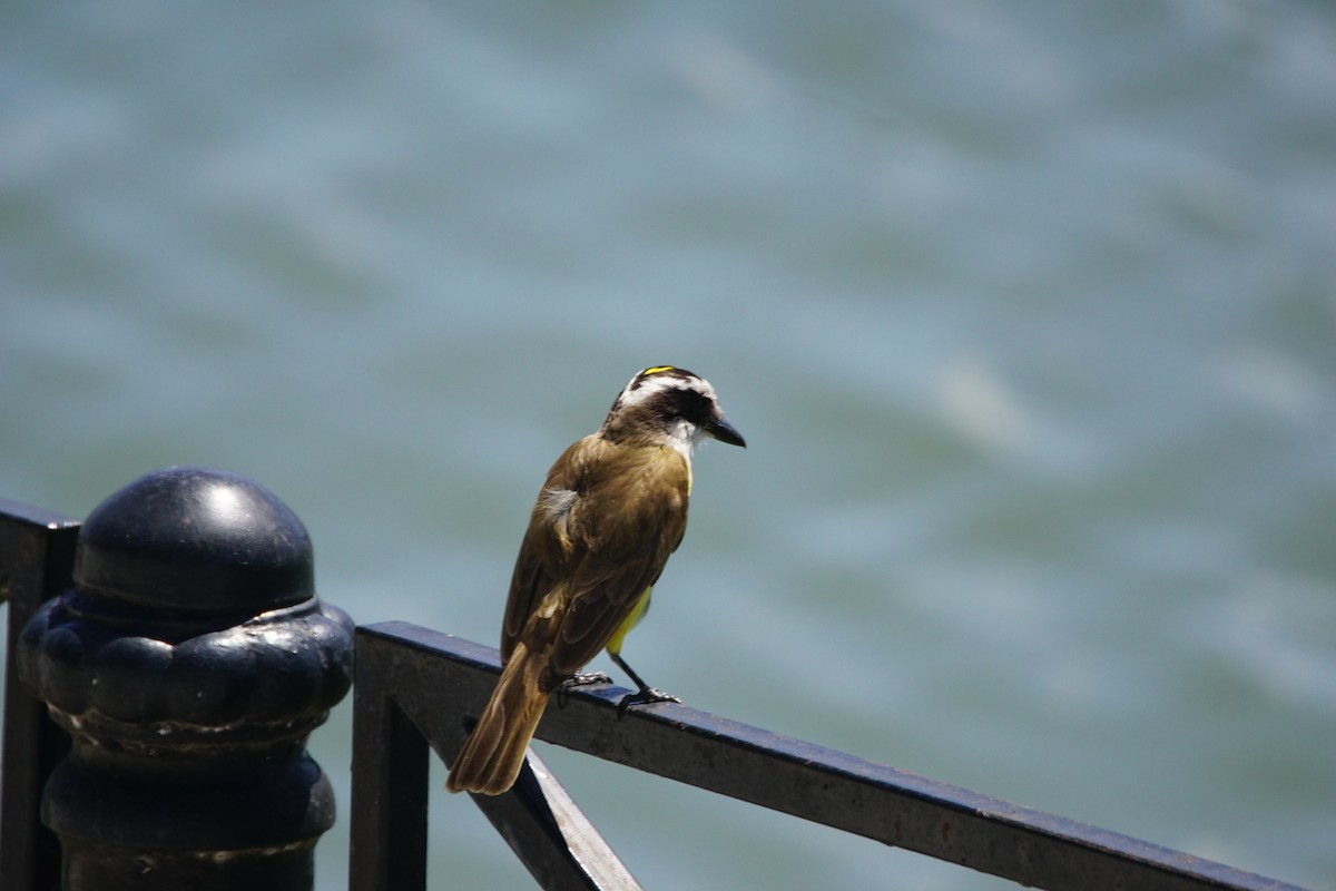 Great Kiskadee - ML646055839