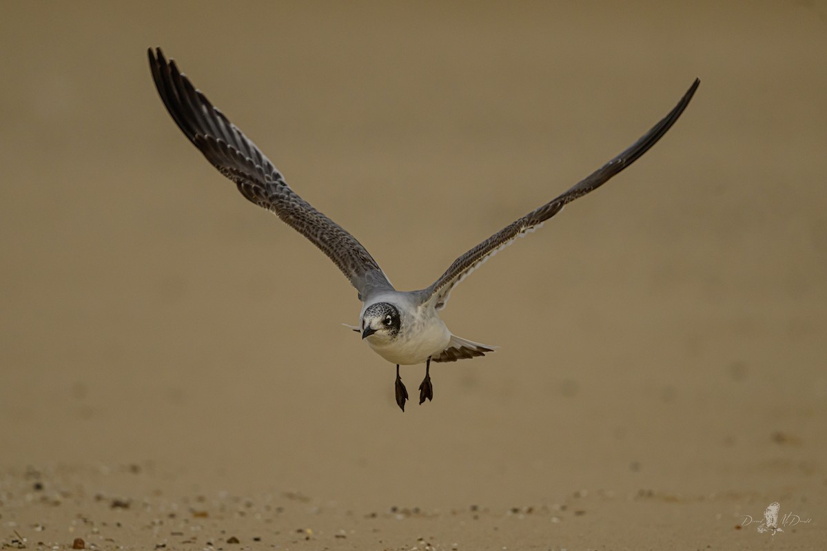 Franklin's Gull - ML646055840