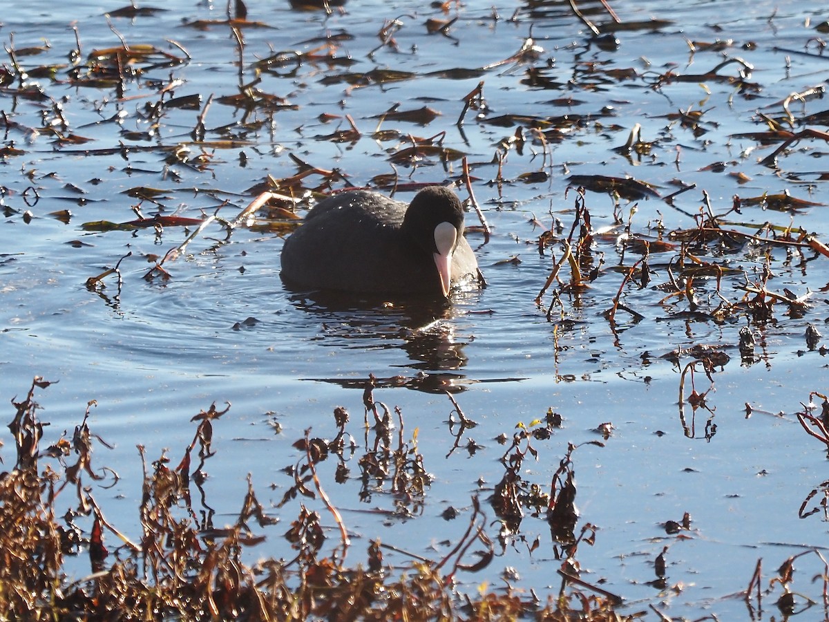 Eurasian Coot - ML646055841