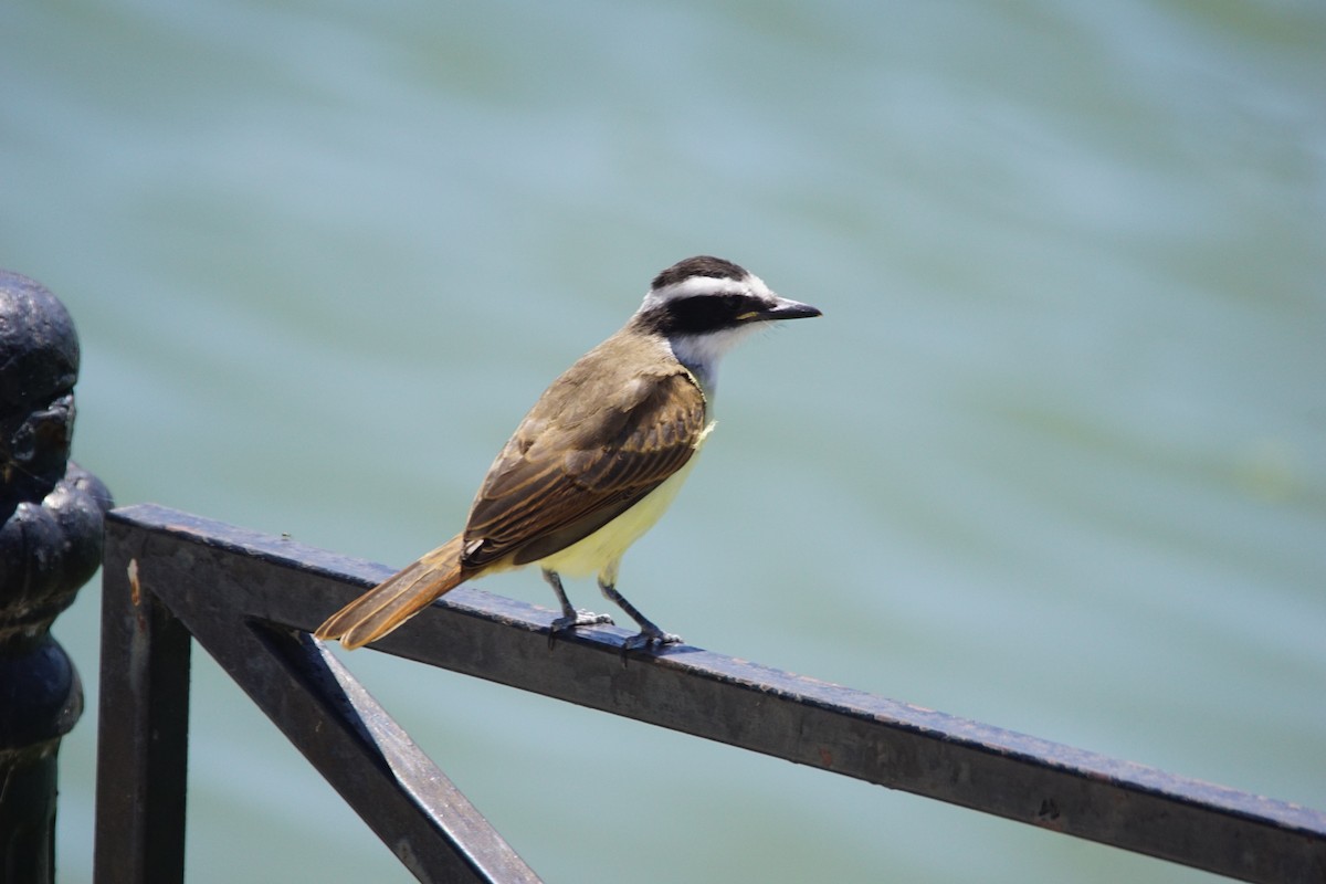 Great Kiskadee - ML646055842