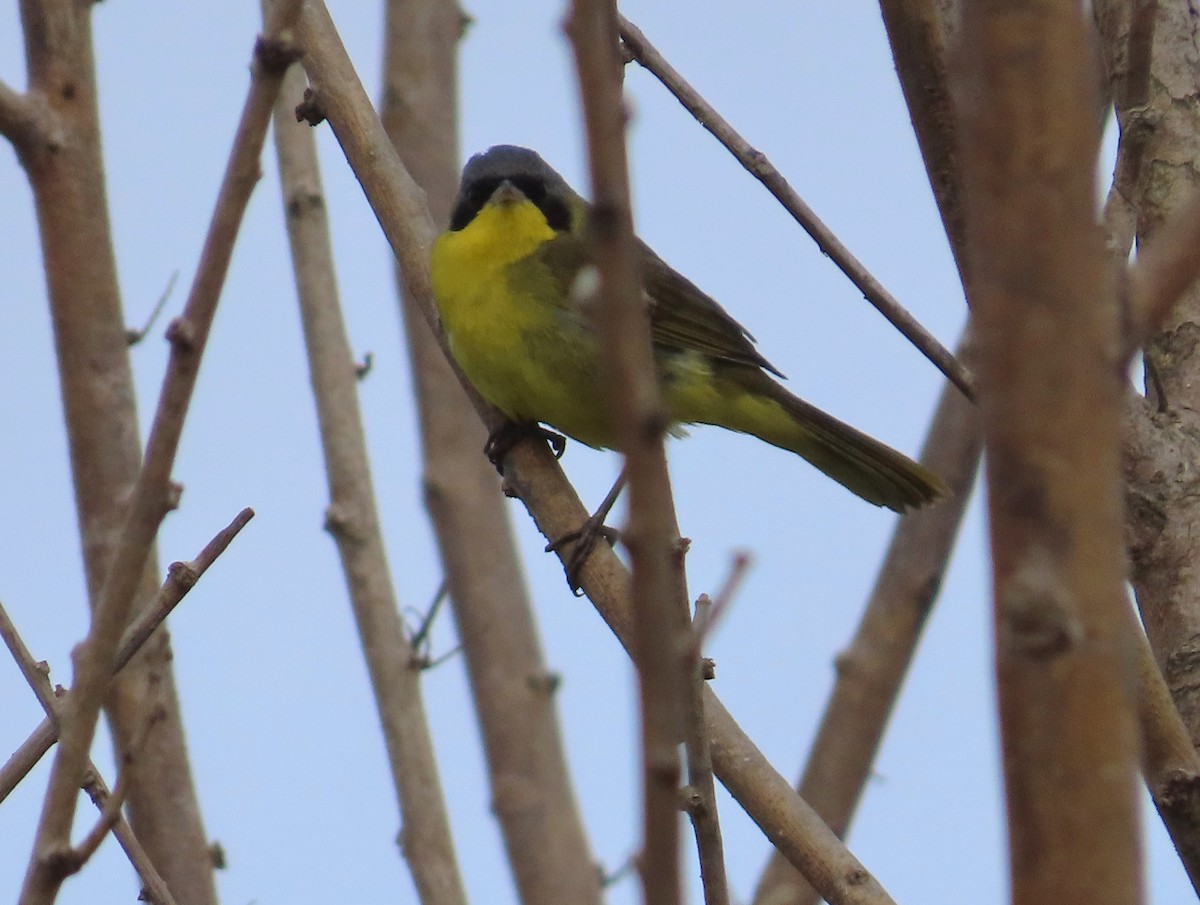 Southern Yellowthroat - ML646055844