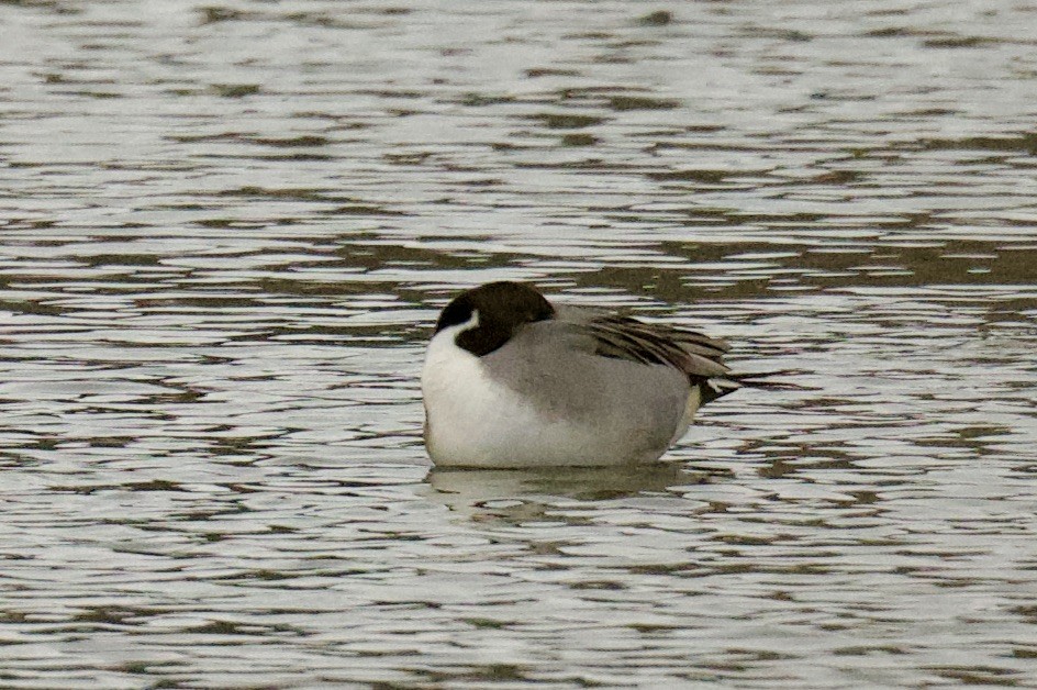 Northern Pintail - ML646055845