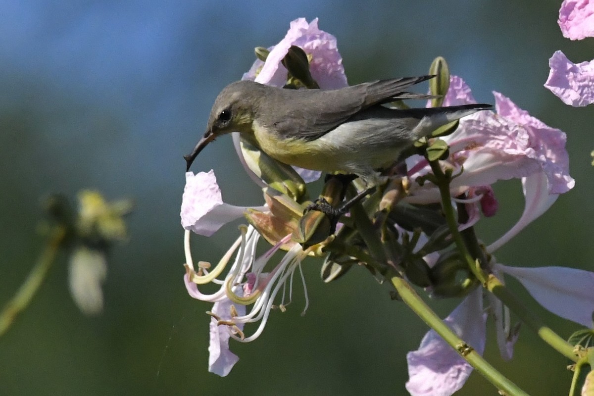 Purple Sunbird - ML646055846