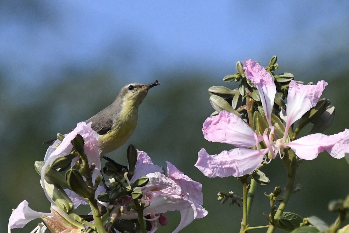 Purple Sunbird - ML646055847
