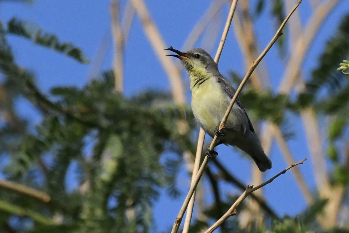 Purple Sunbird - ML646055848