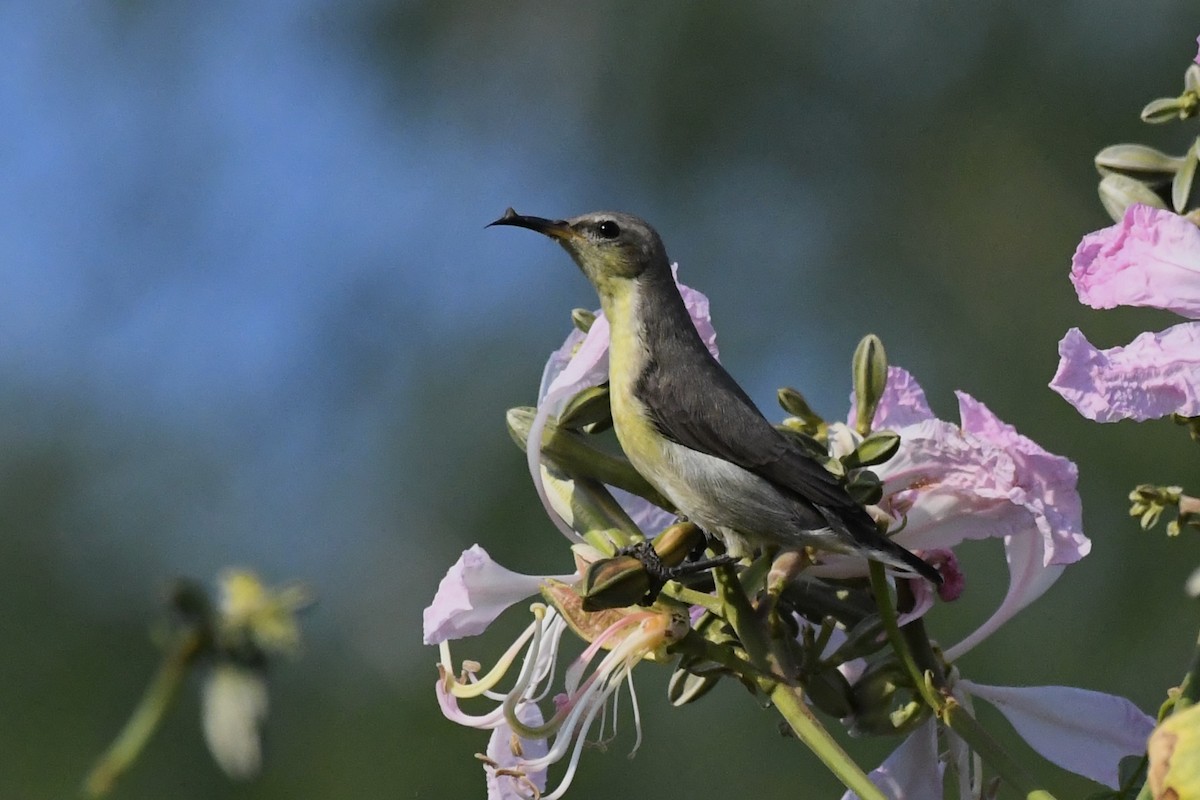 Purple Sunbird - ML646055849