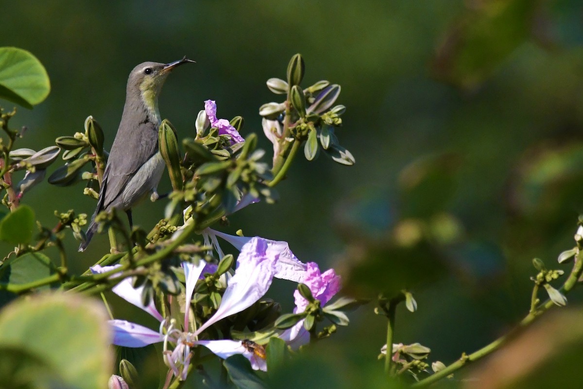 Purple Sunbird - ML646055850