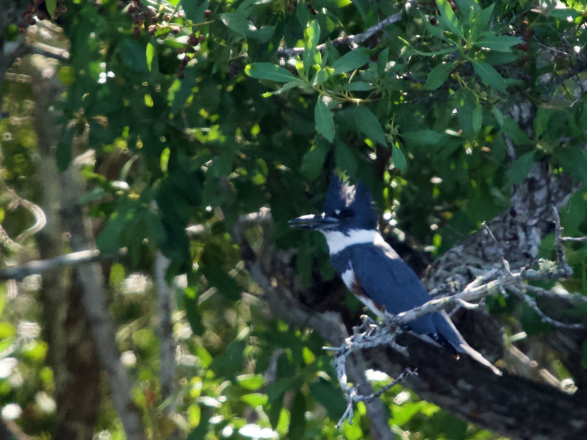 Belted Kingfisher - ML646055851