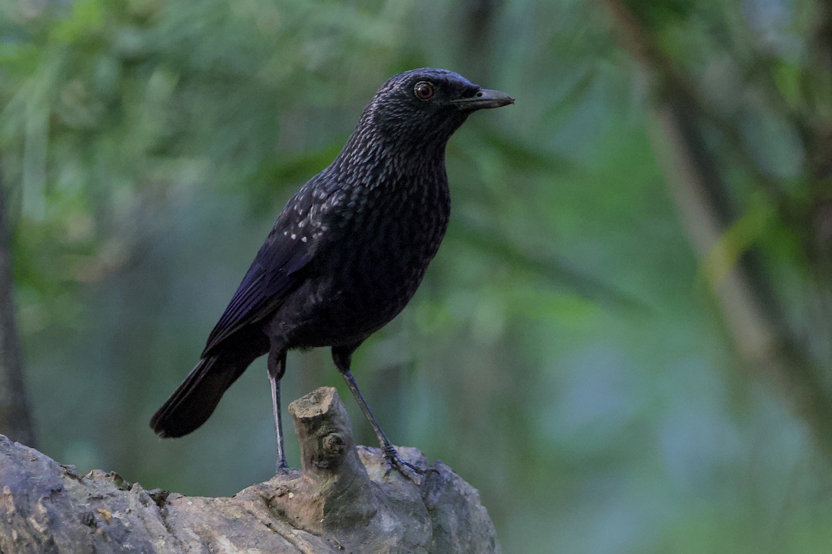 Blue Whistling-Thrush (Black-billed) - ML646055852