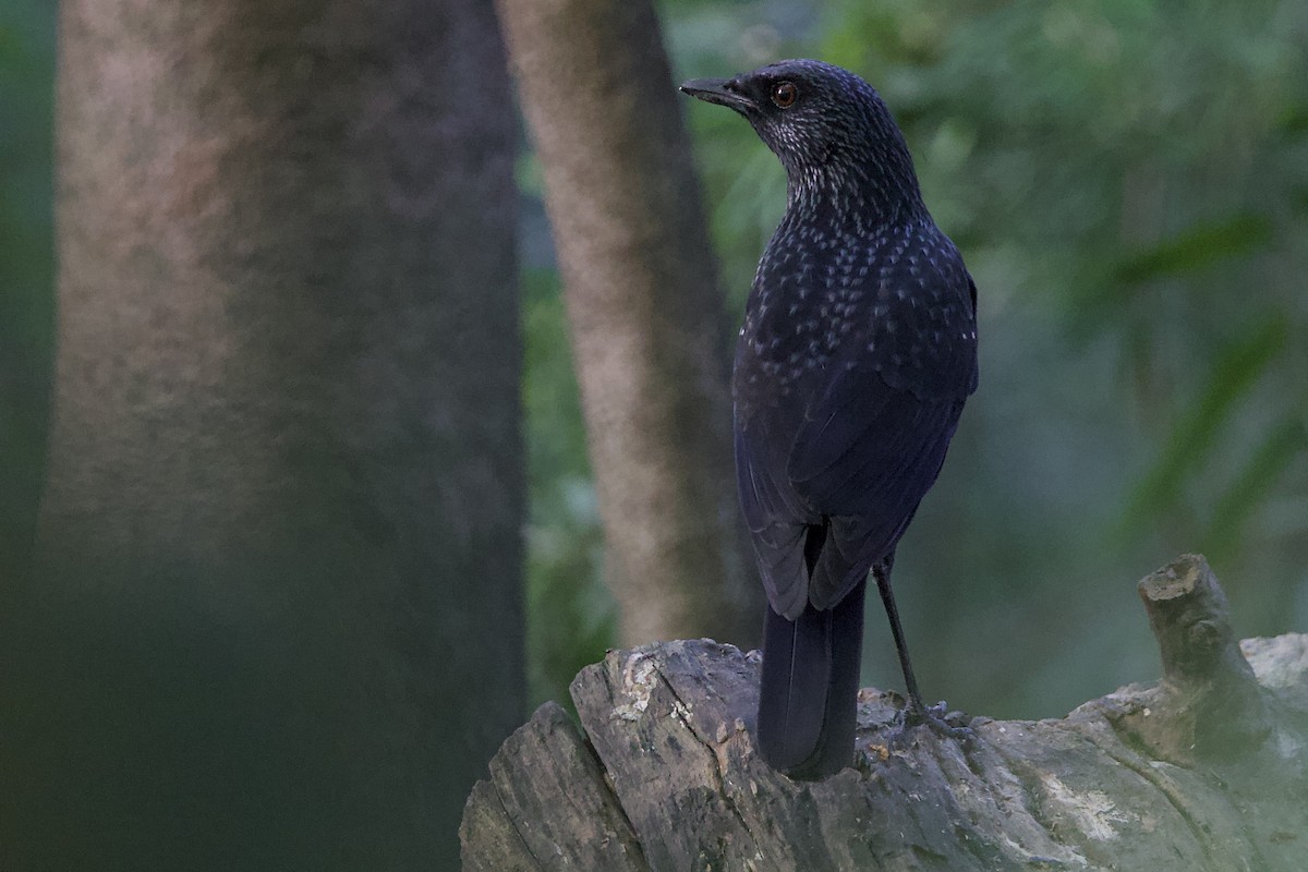 Blue Whistling-Thrush (Black-billed) - ML646055853