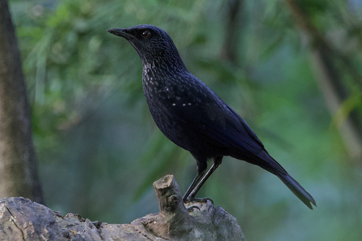 Blue Whistling-Thrush (Black-billed) - ML646055854
