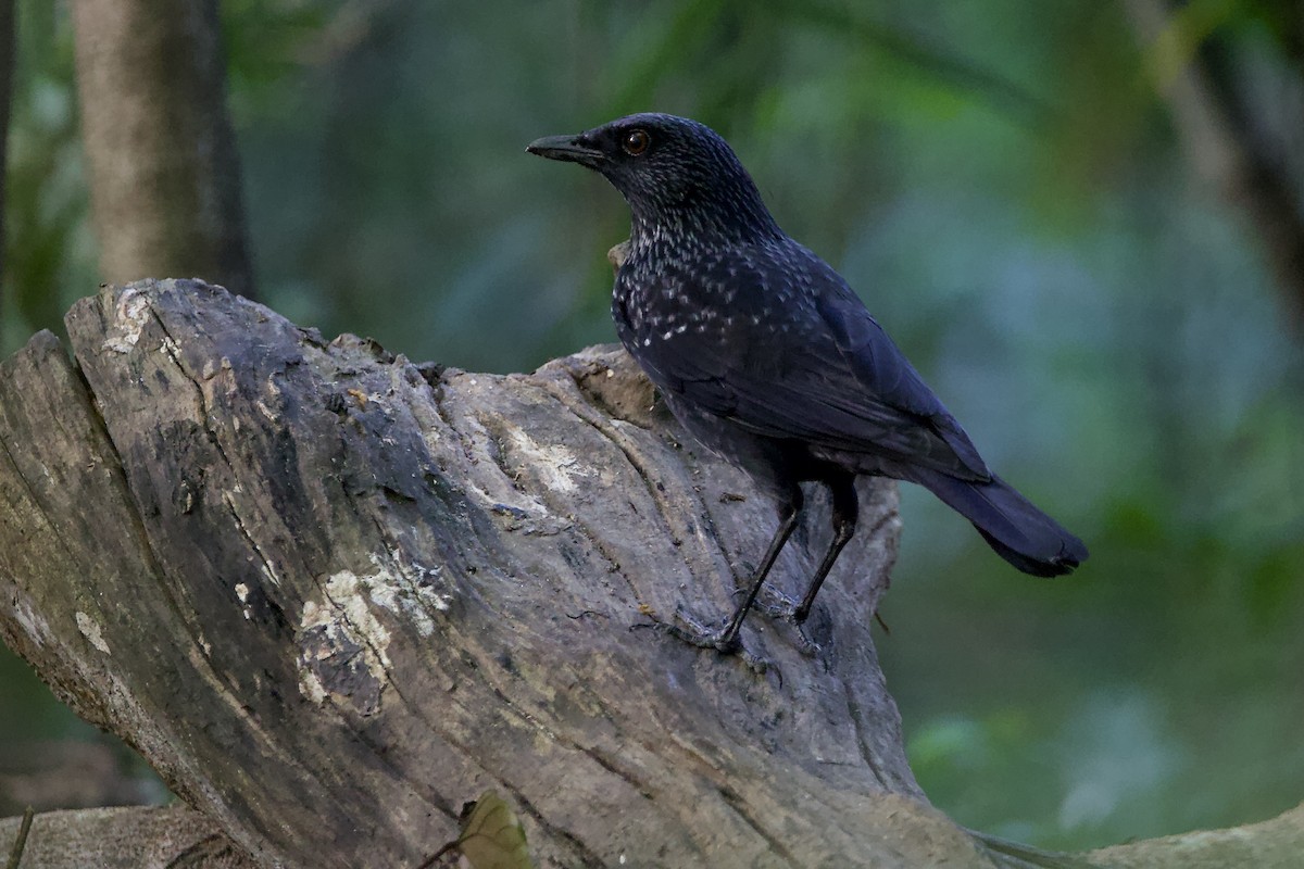 Blue Whistling-Thrush (Black-billed) - ML646055855