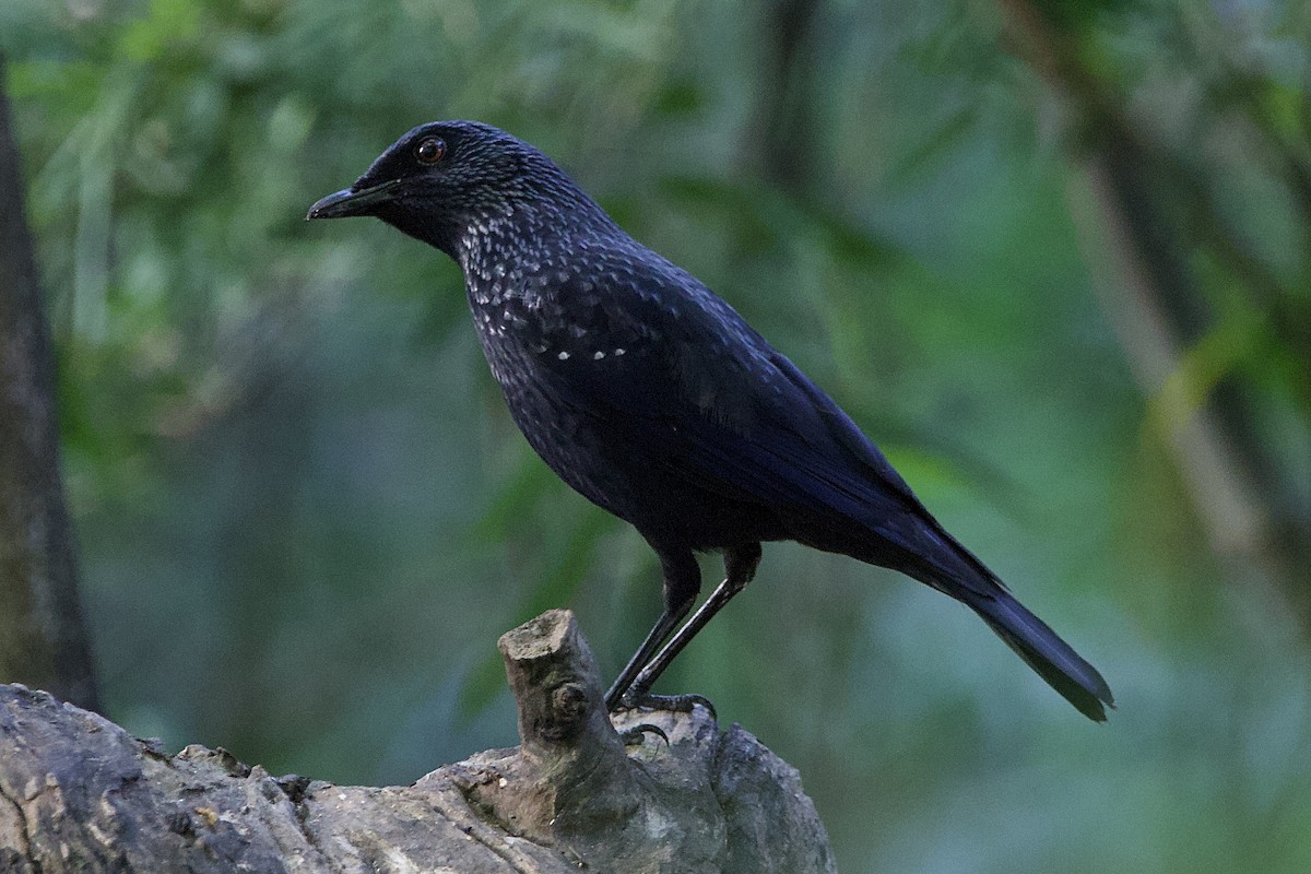 Blue Whistling-Thrush (Black-billed) - ML646055856