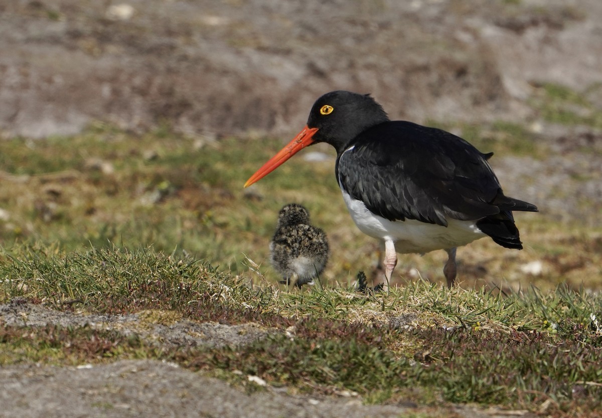 Magellanic Oystercatcher - ML646055857