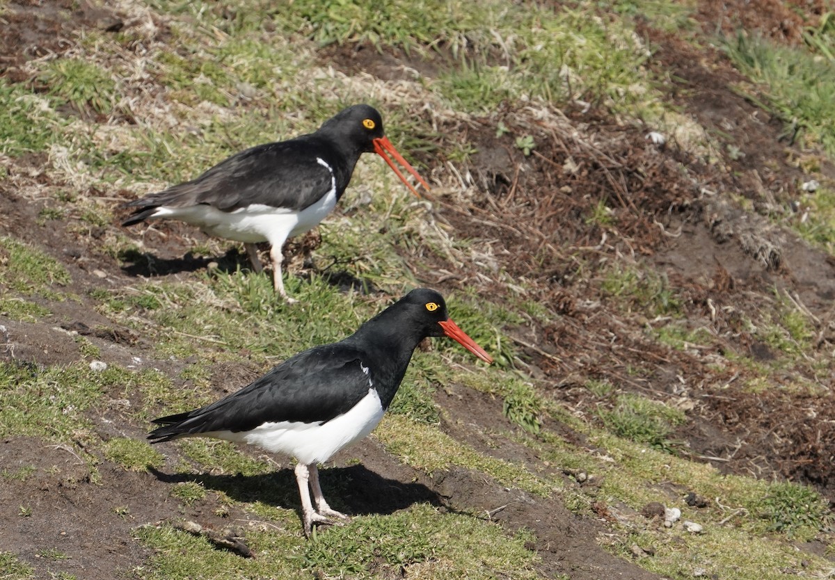 Magellanic Oystercatcher - ML646055858