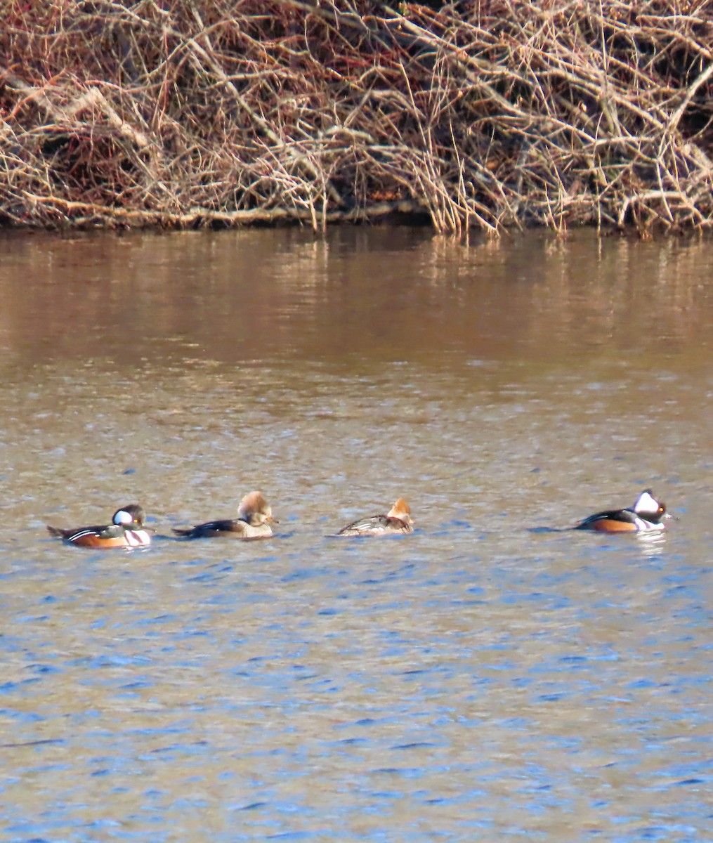 Hooded Merganser - ML646055859
