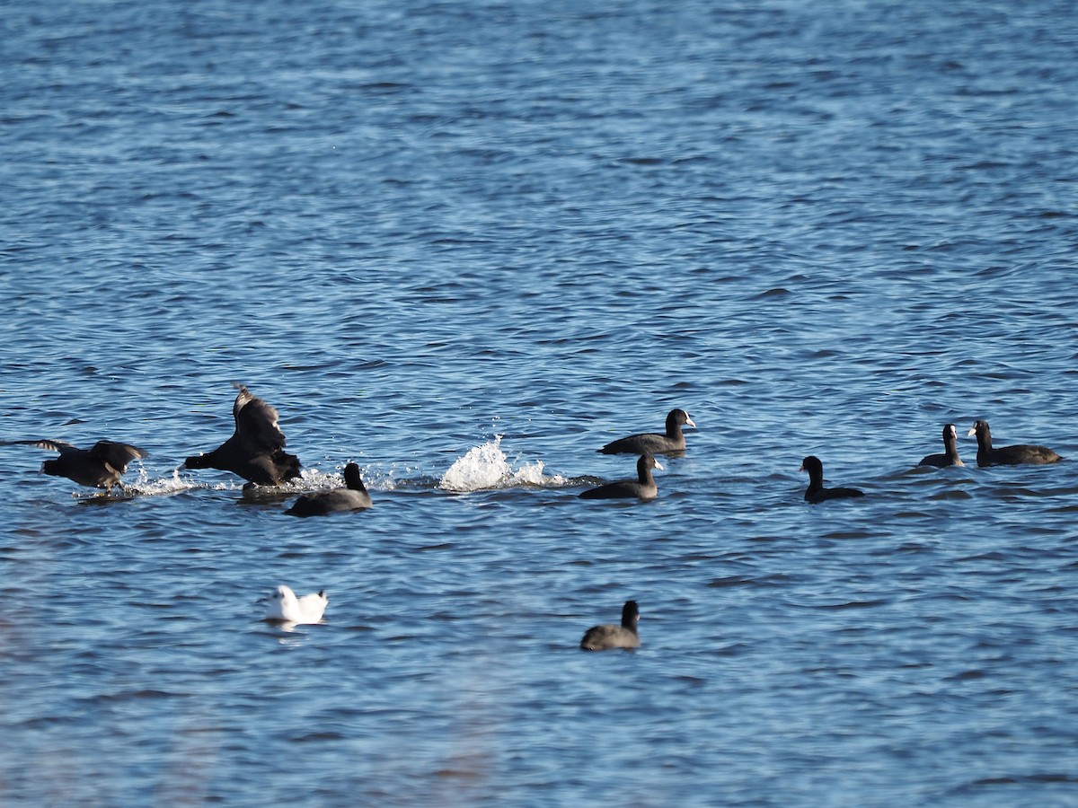 Eurasian Coot - ML646055860