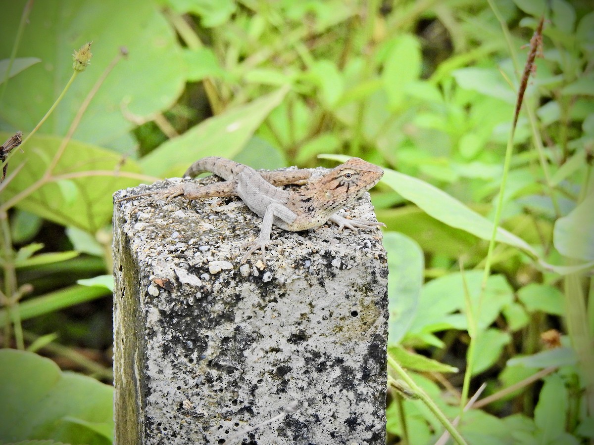 Animals - ML646055861