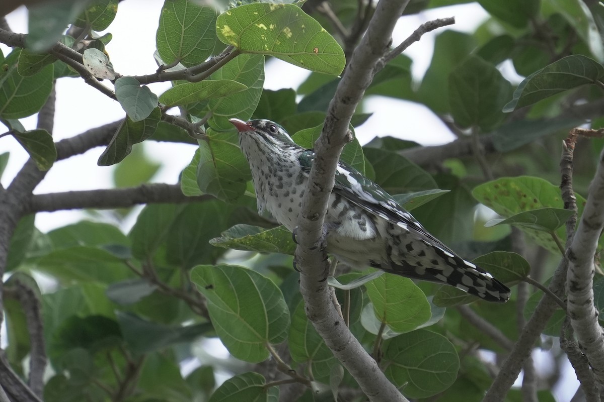 Dideric Cuckoo - ML646055862