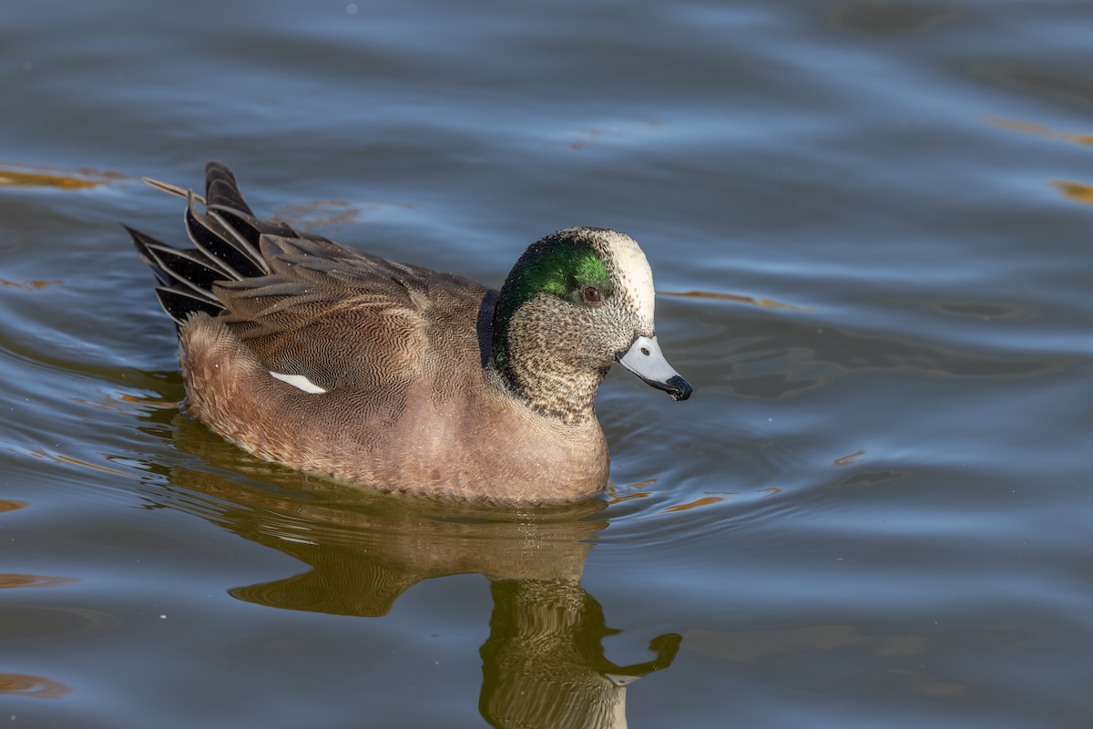 American Wigeon - ML646055863