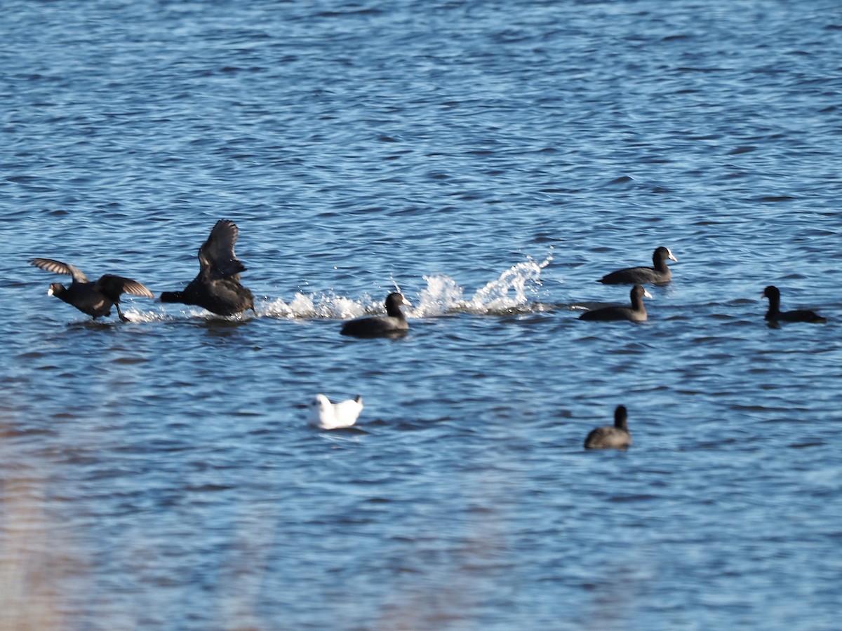 Eurasian Coot - ML646055864