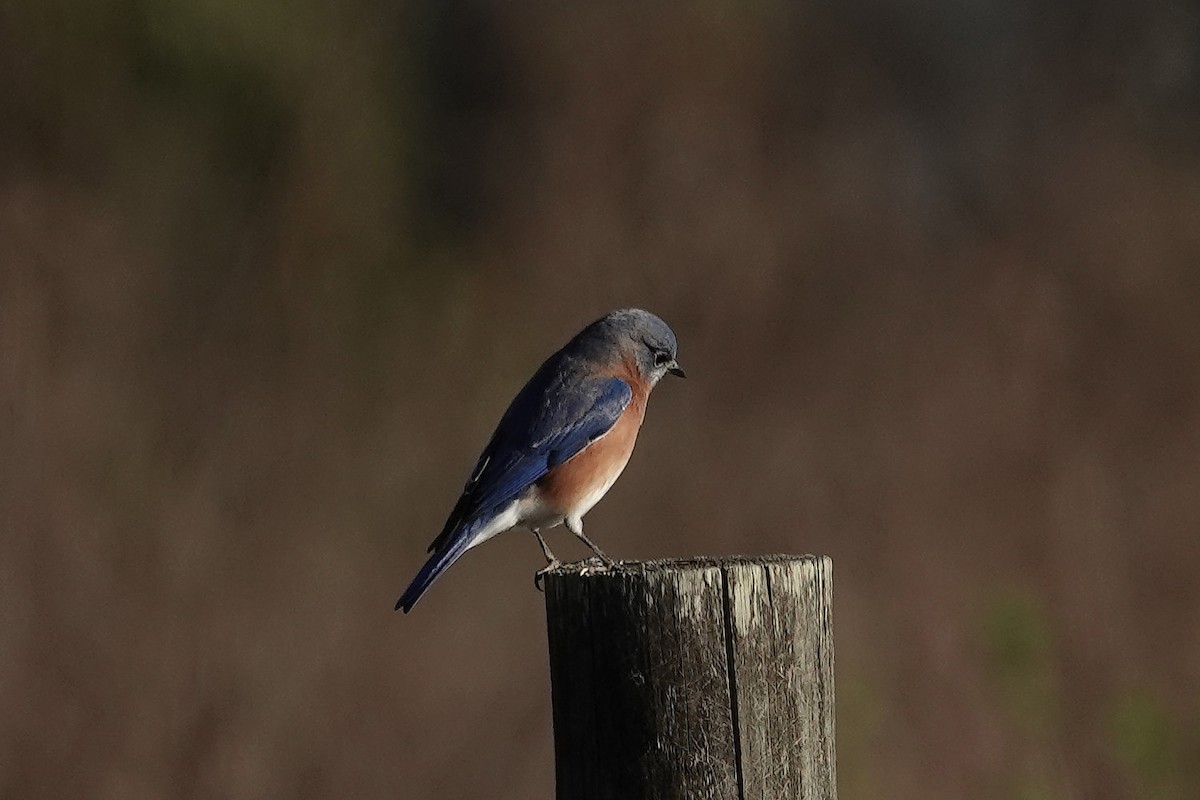 Eastern Bluebird - ML646055865