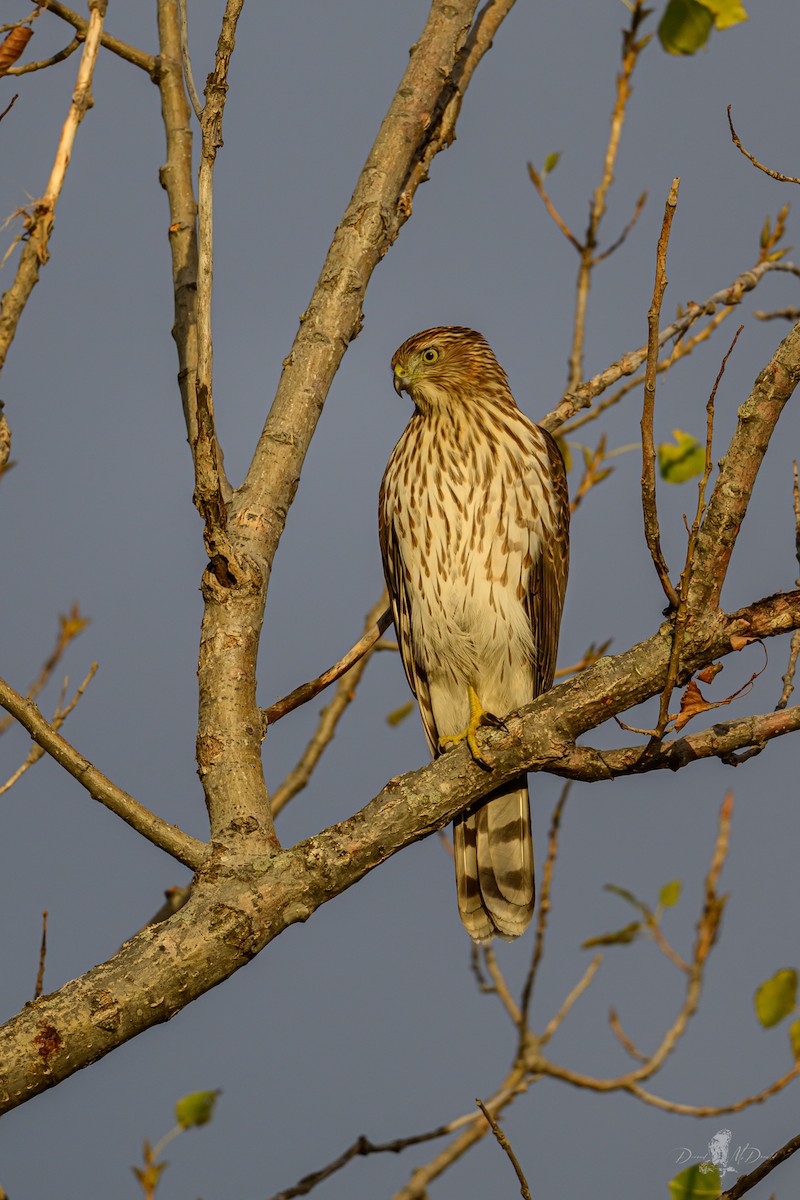 クーパーハイタカ - ML646055866