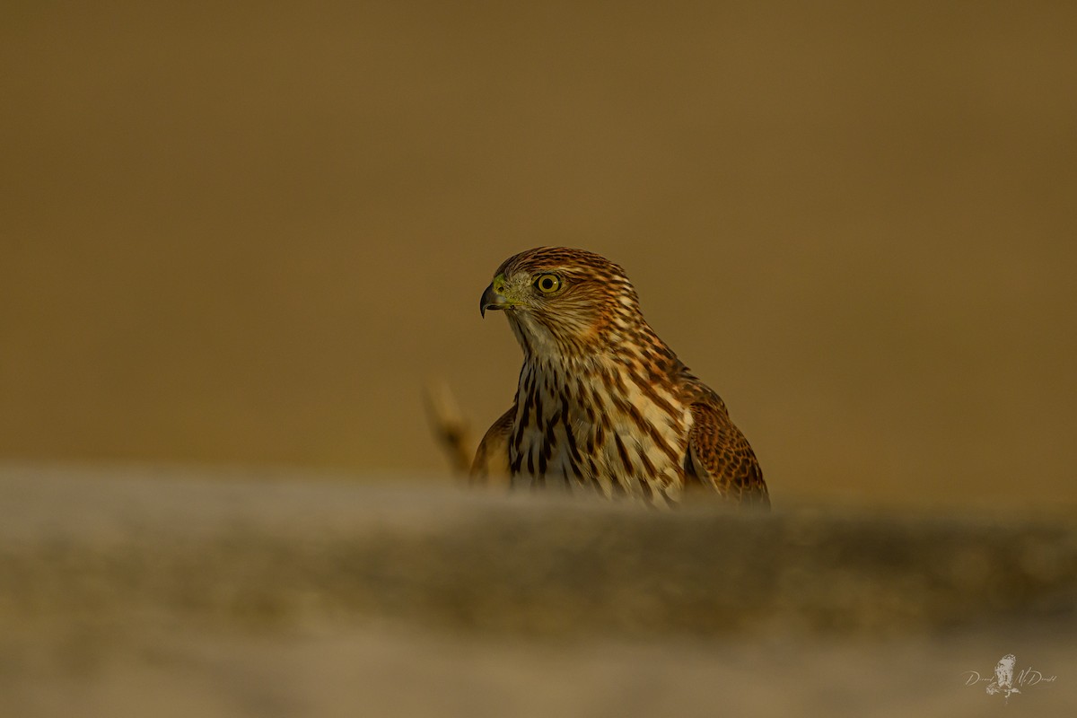 クーパーハイタカ - ML646055867