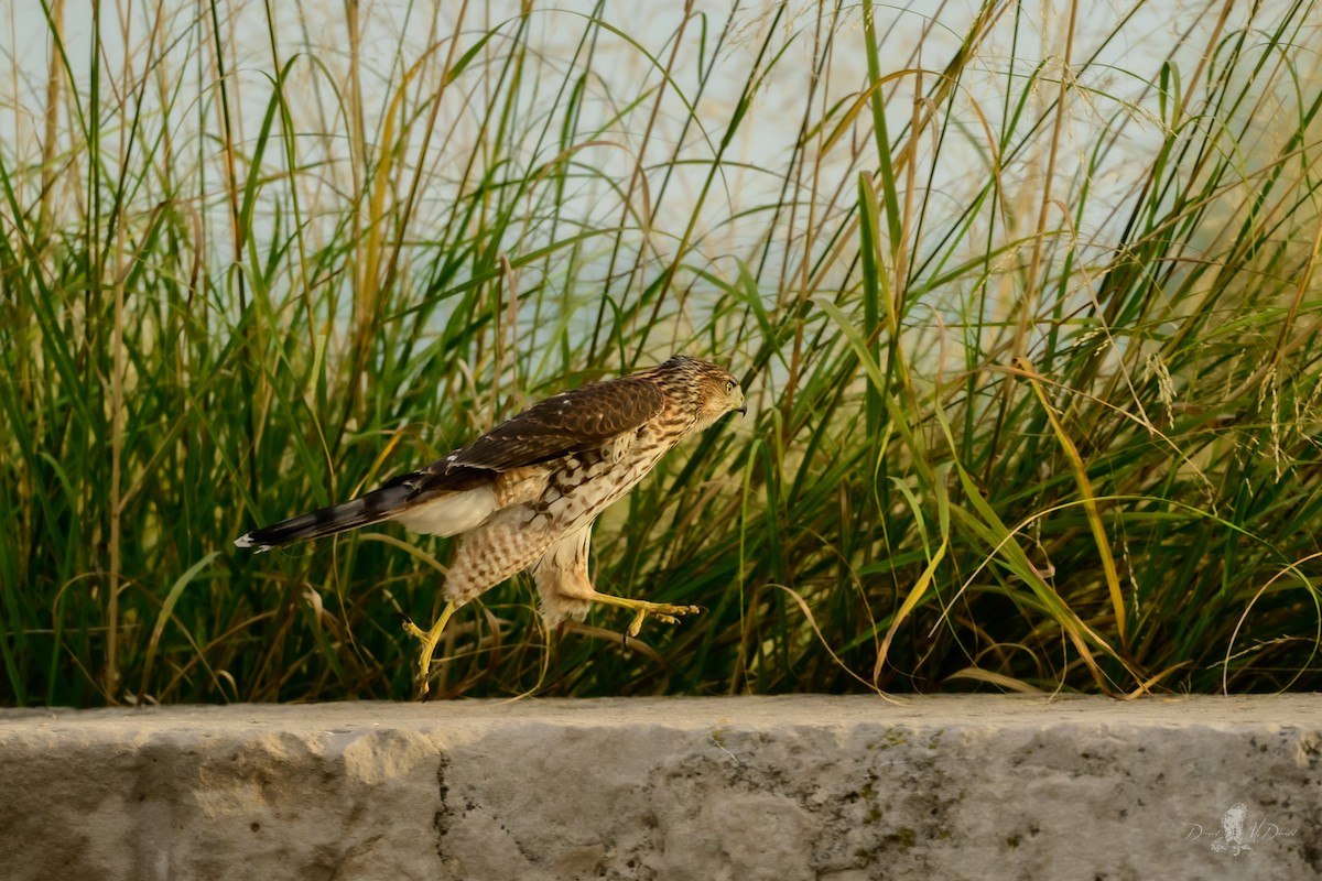 クーパーハイタカ - ML646055868