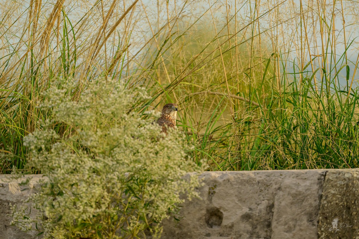 クーパーハイタカ - ML646055869