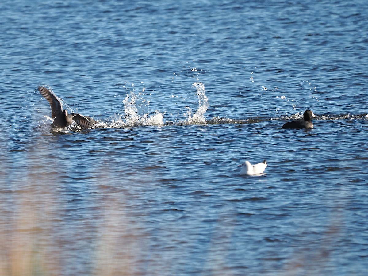Eurasian Coot - ML646055874