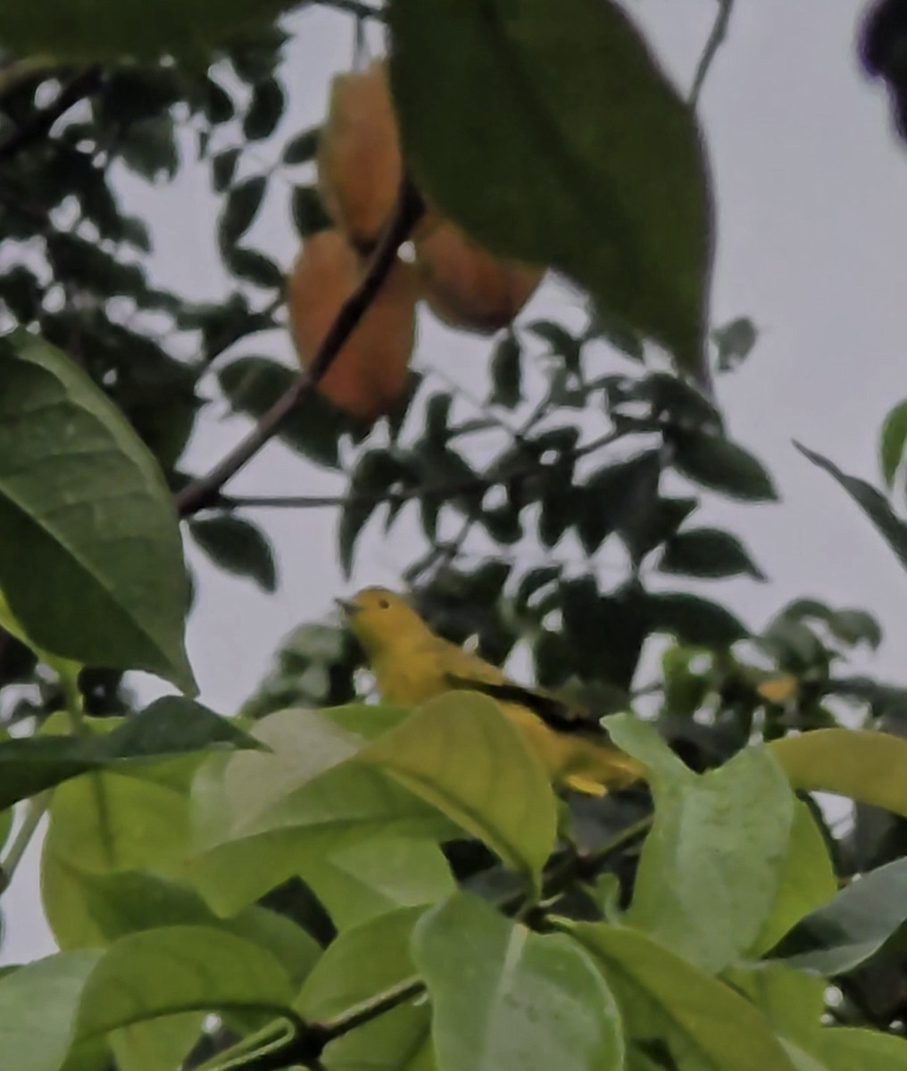 Northern Yellow Warbler - ML646055881