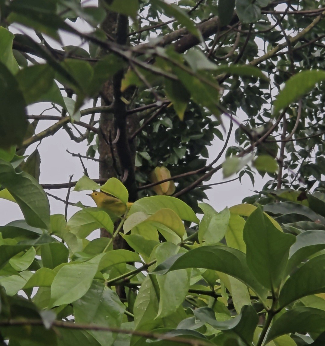 Northern Yellow Warbler - ML646055882