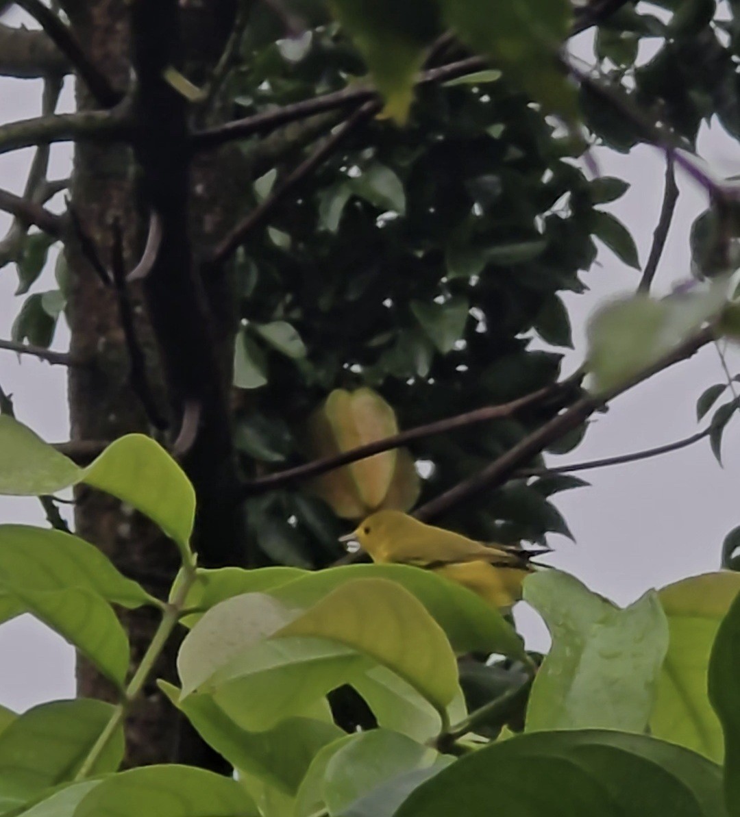 Northern Yellow Warbler - ML646055883