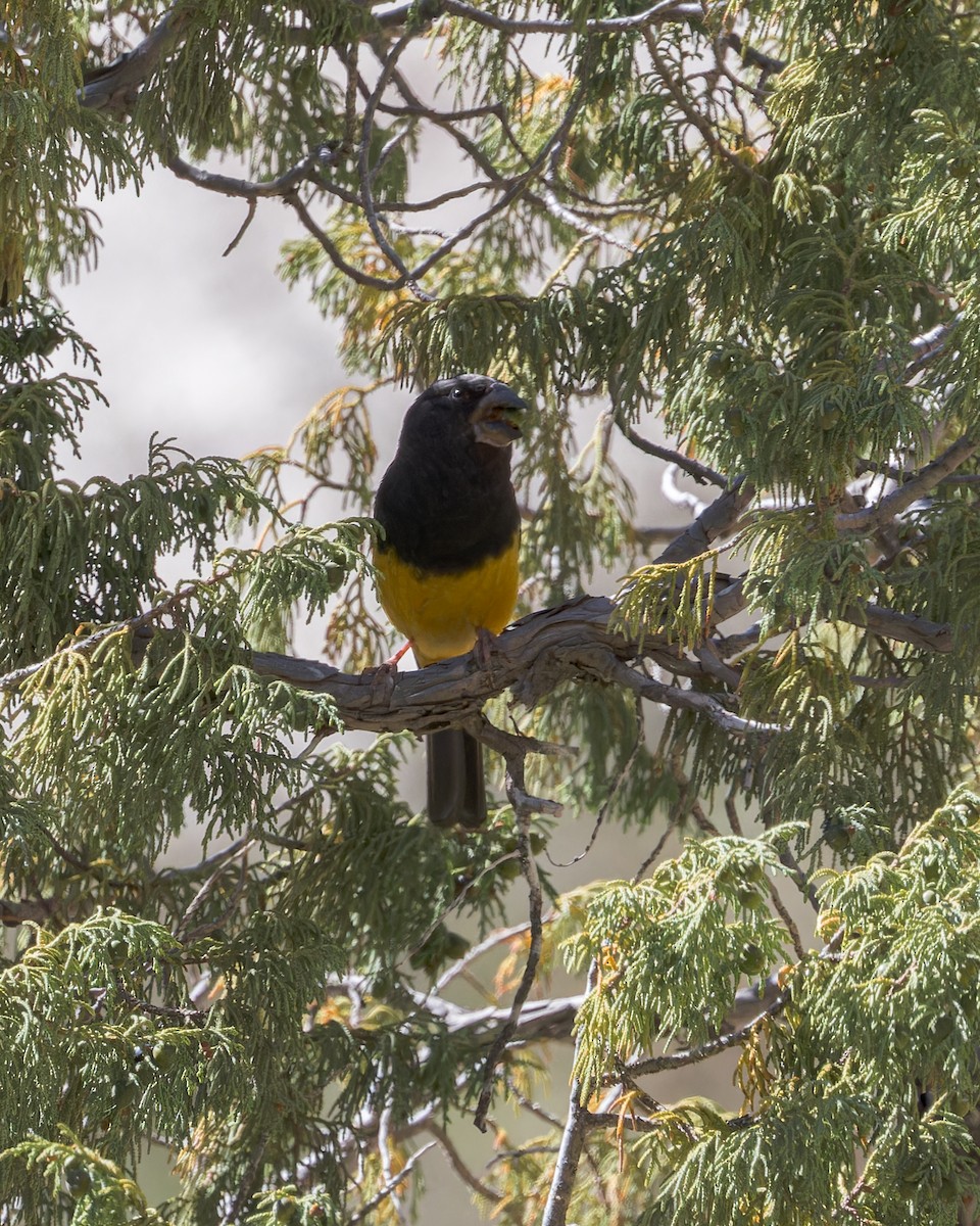 White-winged Grosbeak - ML646055884